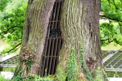 IMG_0803_5